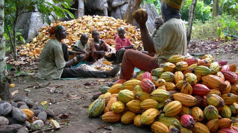Improving living conditions of cocoa farmers using innovative programs