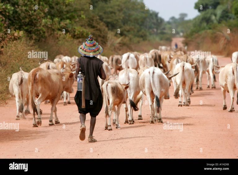 Herder dies after falling from tree in Kuje