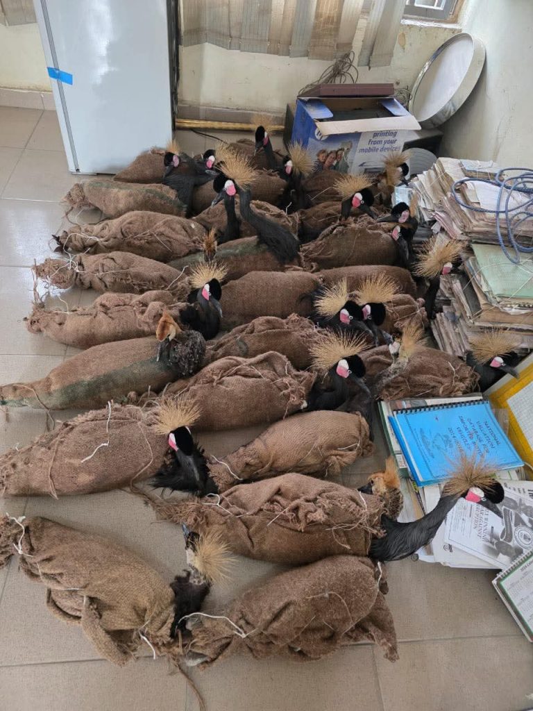 Customs busts wildlife trafficking ring, seizes endangered species in Maiduguri