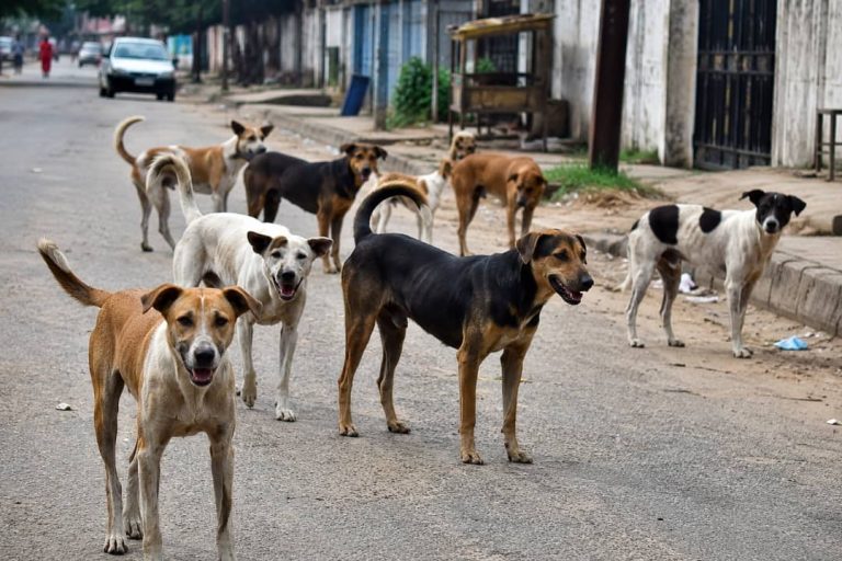 Two dead as rabies breaks out in Abuja