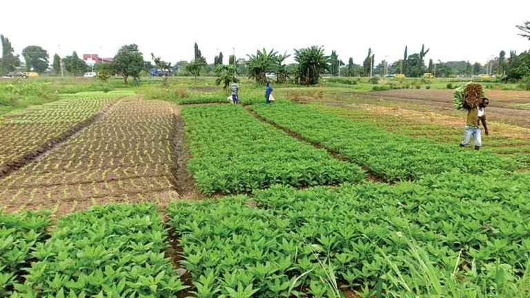 2027: 40,000 Abia farmers endorse PDP gov candidate Anosike